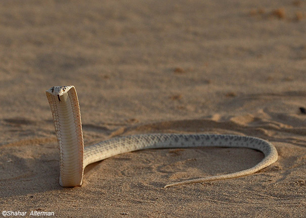  תלום קשקשים מדברי Molia Snake Malpolon moilensis                       הערבה,אוקטובר 2007,צלם-שחר אלתרמן